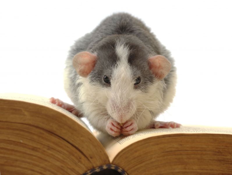 The Silent Dangers Lurking in Your Home and How to Eliminate Them Effectively: Rodent Control